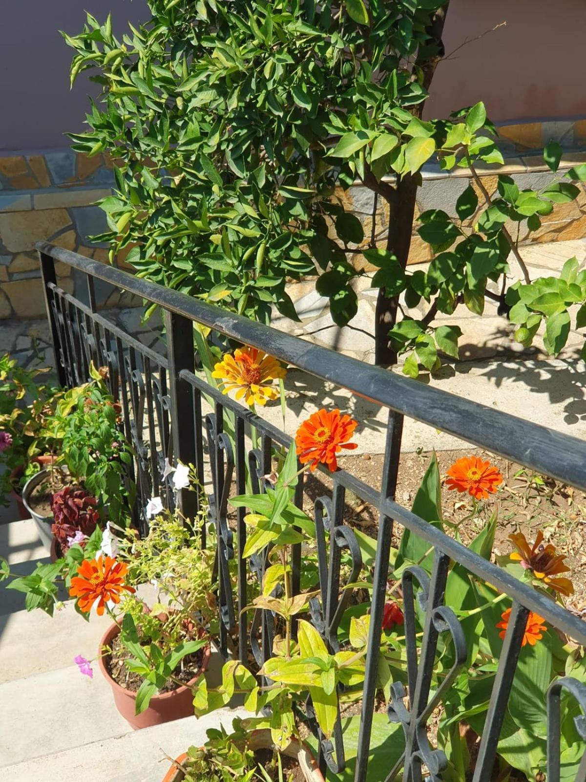 Sara Guesthouse Berat Bagian luar foto